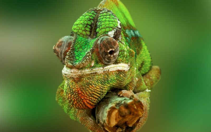 10 passos para implementar mudança organizacional: “modo camaleão” ON