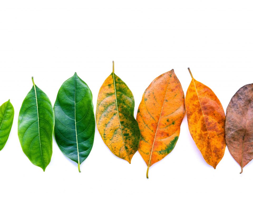 Formação Transformacional